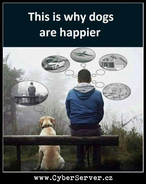 Todle je důvod, proč jsou psi šťastní