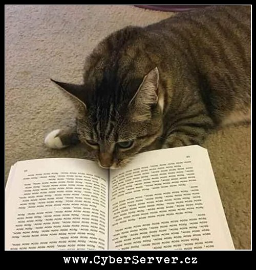Kočka čte také knihu