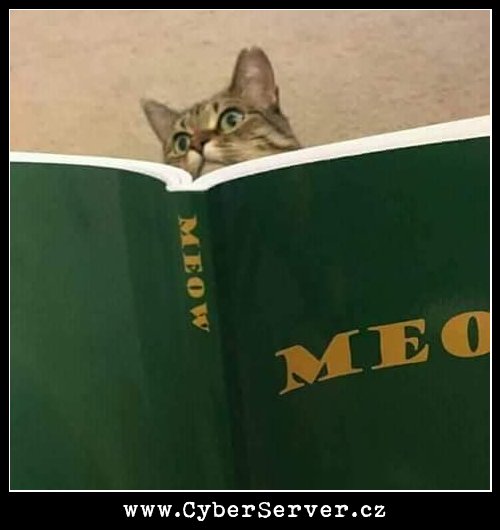 Kočka si čte