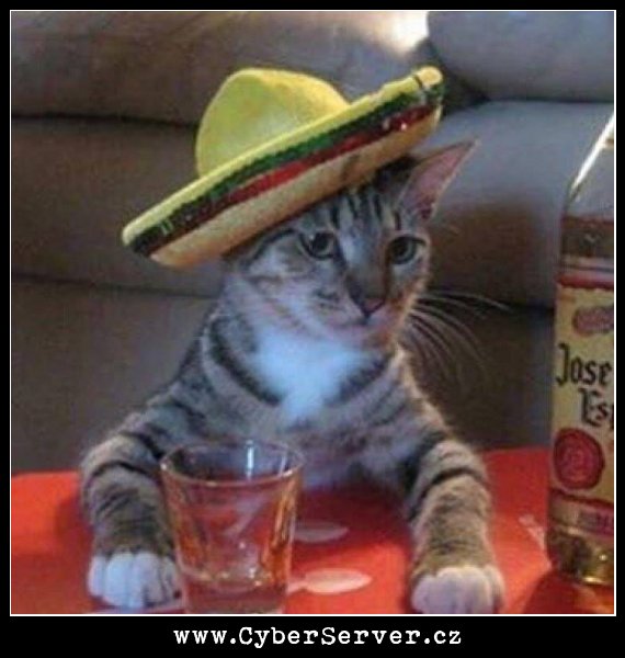 Kočka mexičan