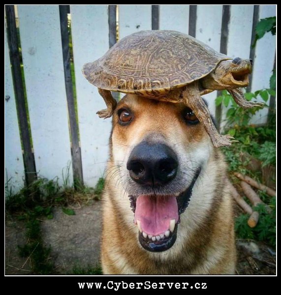 Pes s želvou