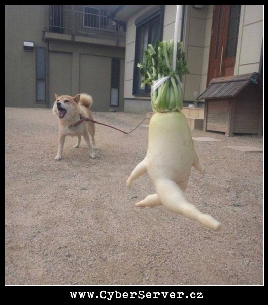 Zelenina se bojí psa