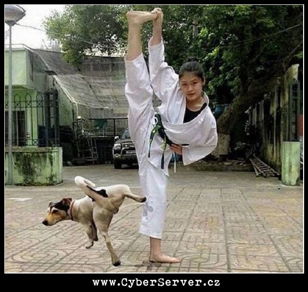 Pes a karate