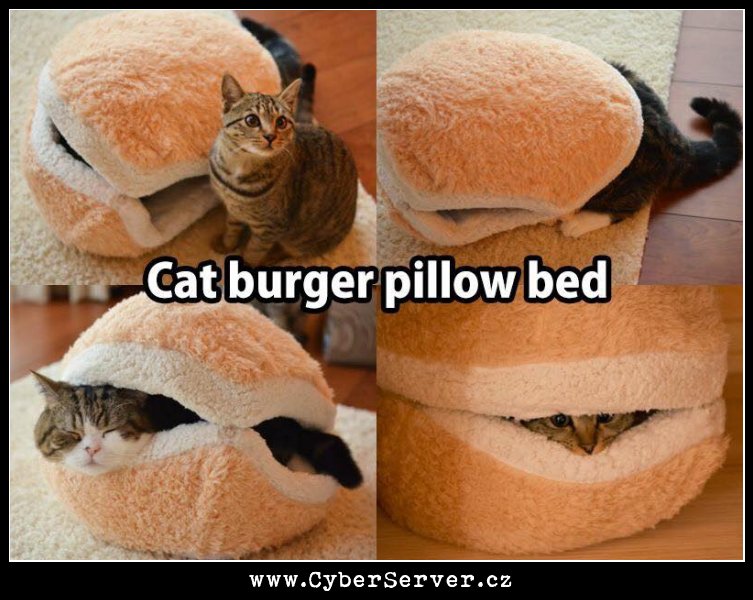 Kočičí burger